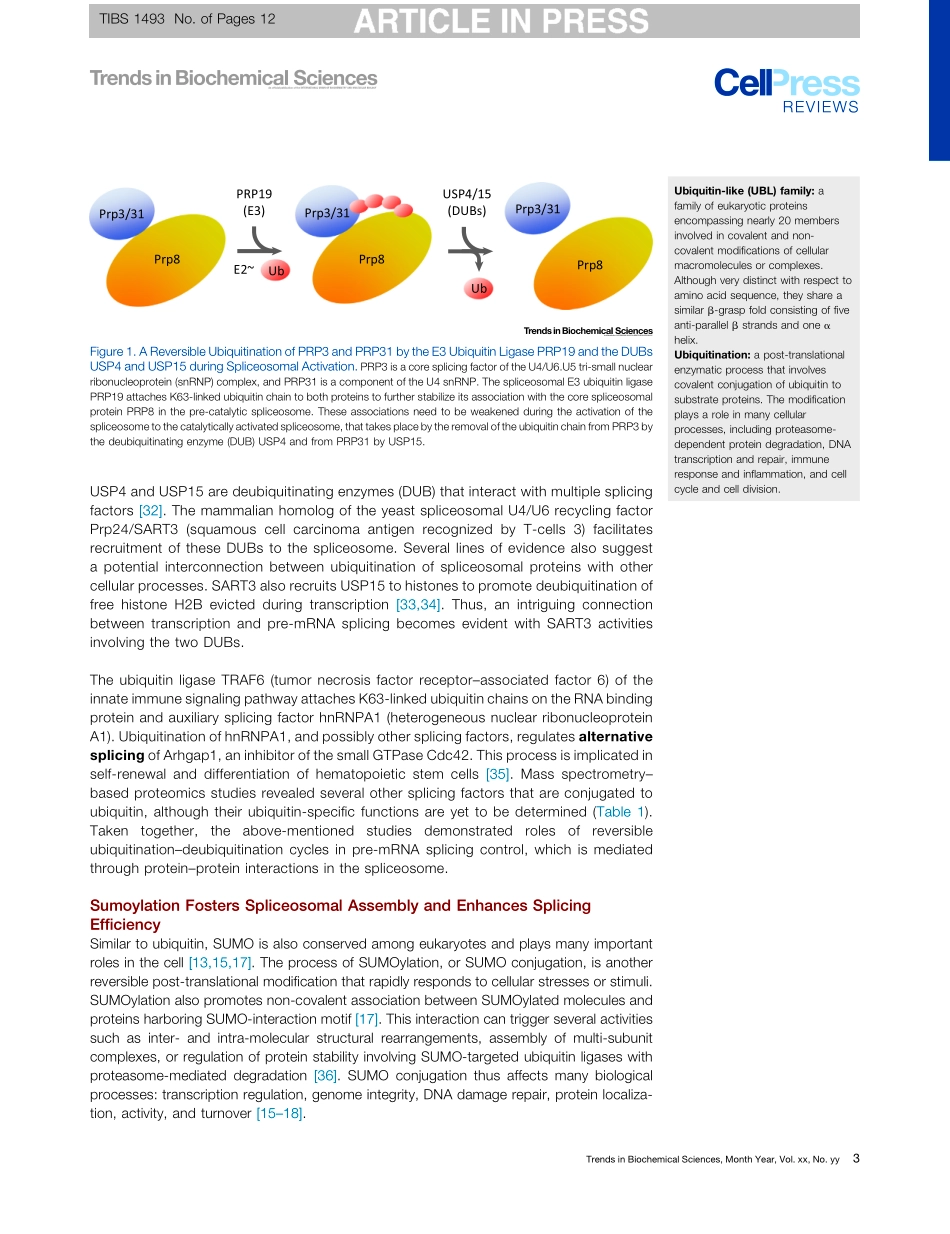 Emerging Roles of Ubiquitin-like Proteins in Pre-mRNA Splicing.pdf_第3页