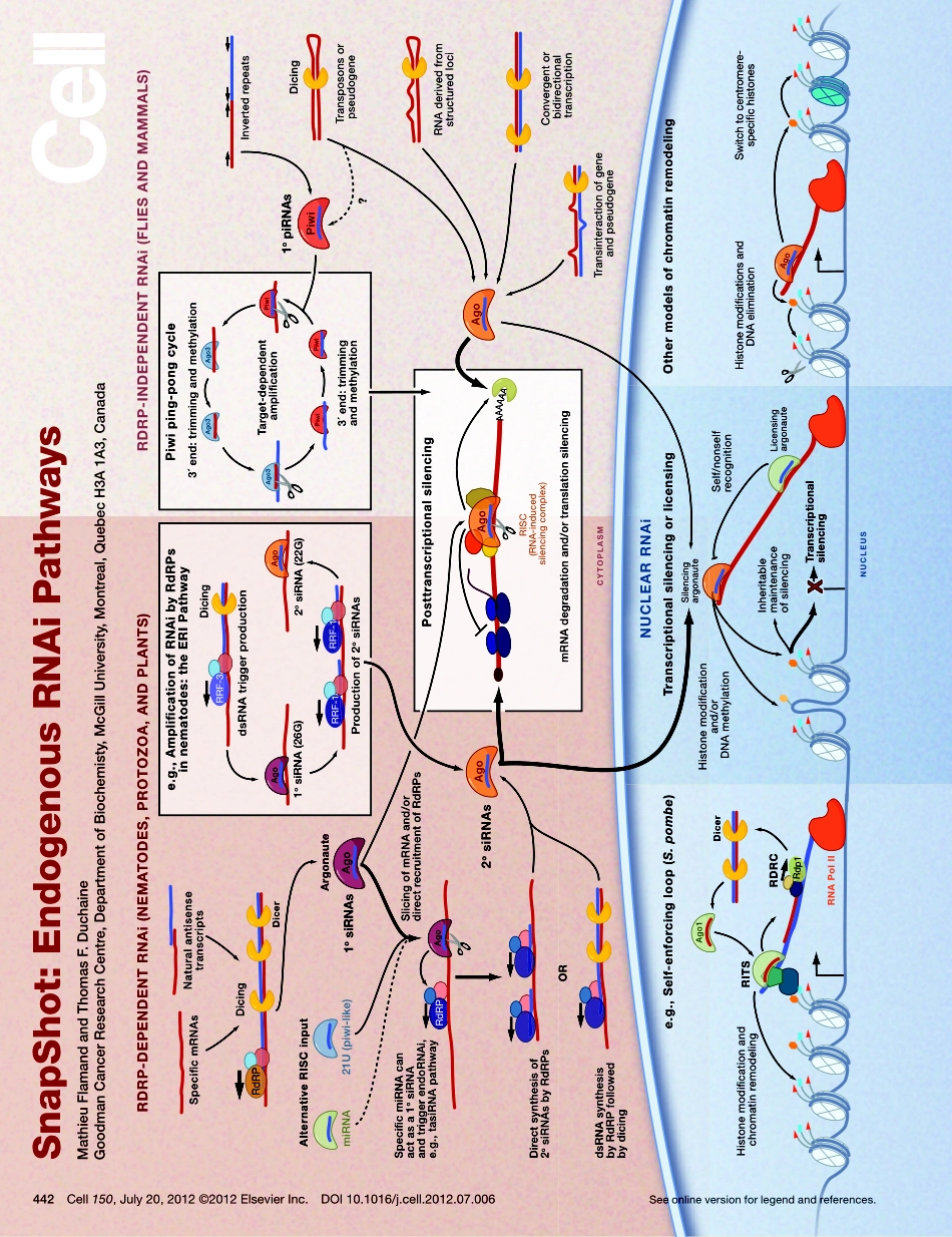 Endogenous RNAi Pathways.pdf_第1页