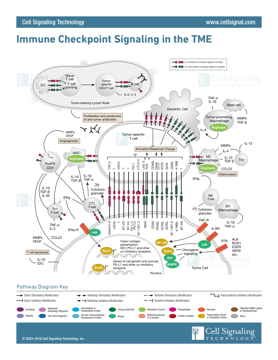 Immune Checkpoint Signaling Interactive Pathway.pdf_第1页