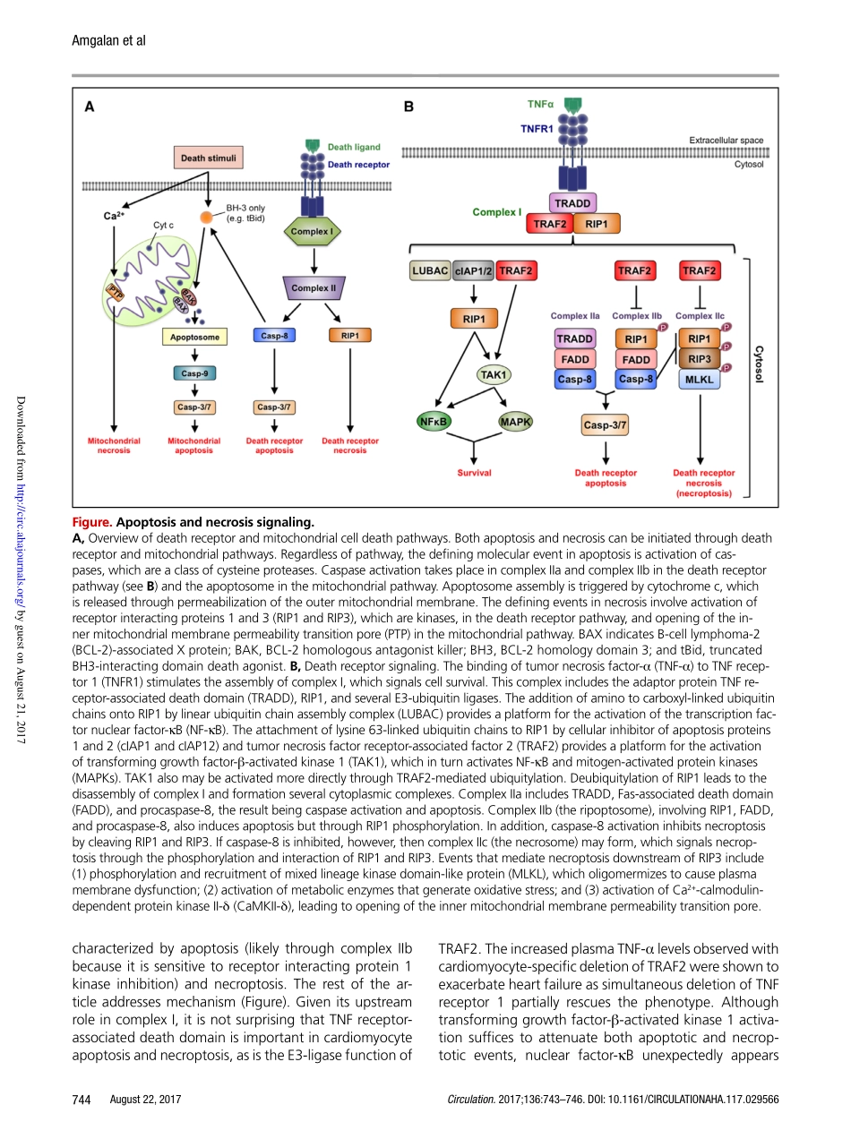 Circulation. 2017心脏中的死亡受体信号：细胞存活细胞凋亡和坏死性凋亡.pdf_第2页