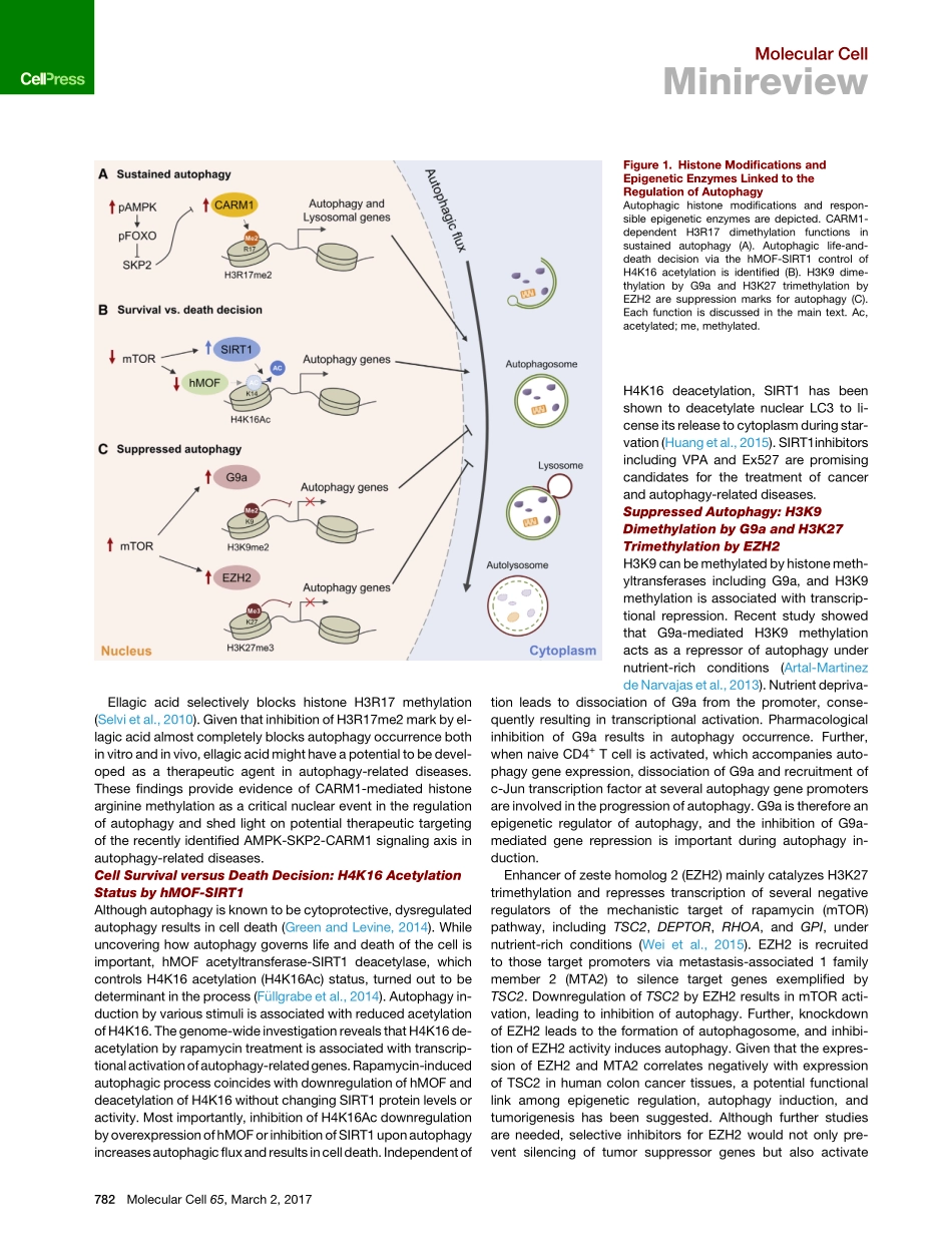 Epigenetic Control of Autophagy-Nuclear Events Gain More Attention.pdf_第2页