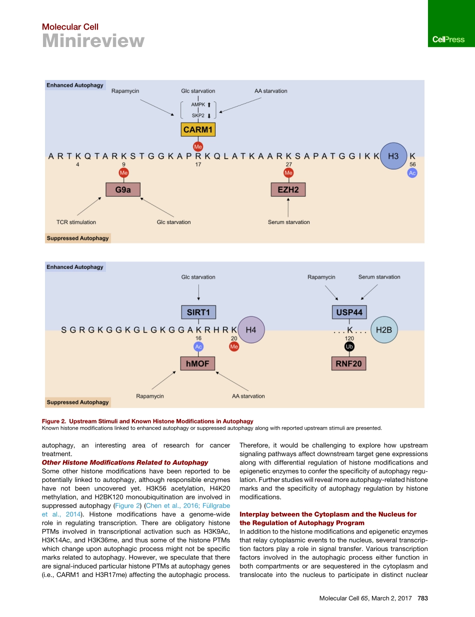 Epigenetic Control of Autophagy-Nuclear Events Gain More Attention.pdf_第3页