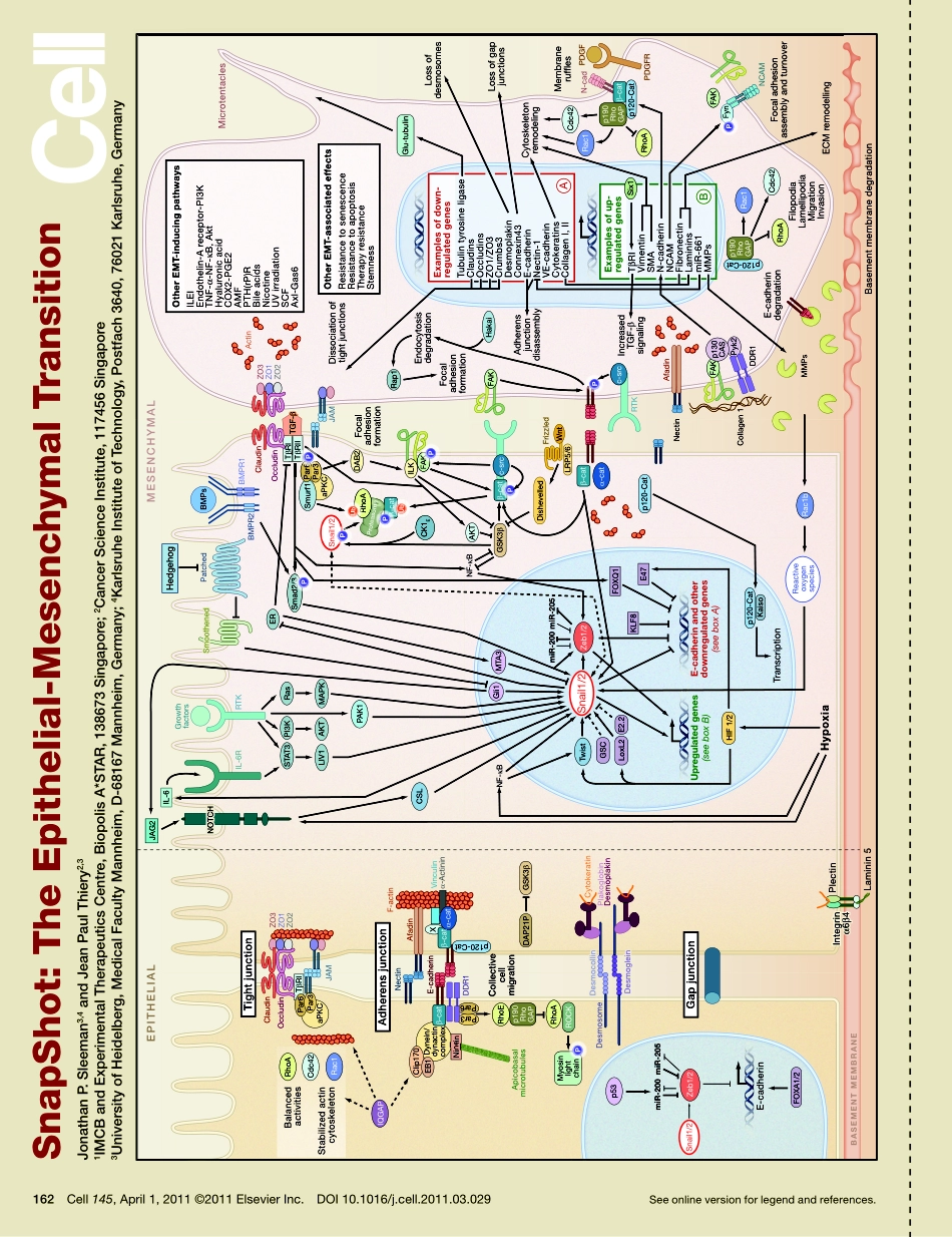 Epithelial-Mesenchymal Transition.pdf_第1页