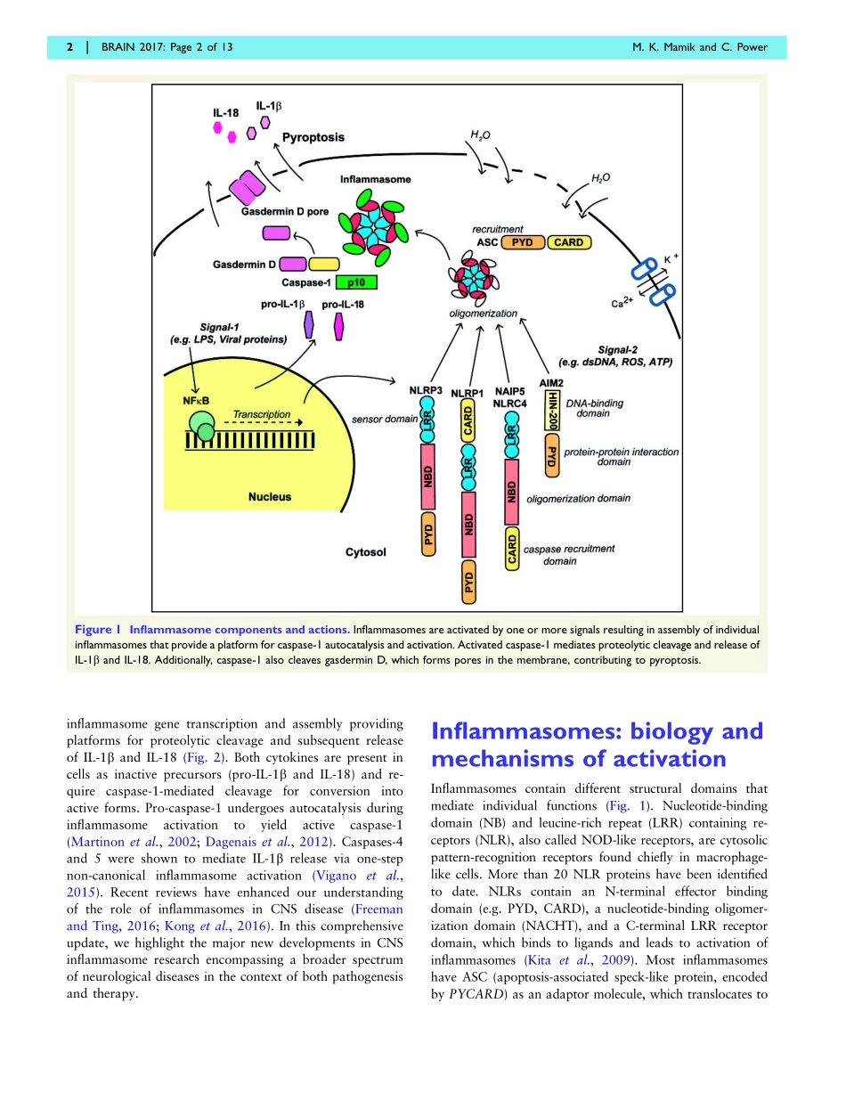 Inflammasomes in neurological diseases-emerging pathogenic and therapeutic concepts.pdf_第2页