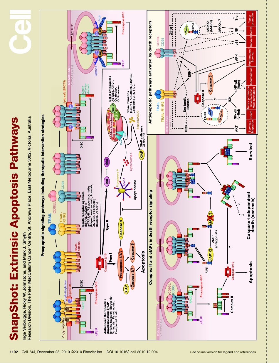 Extrinsic Apoptosis Pathways.pdf_第1页