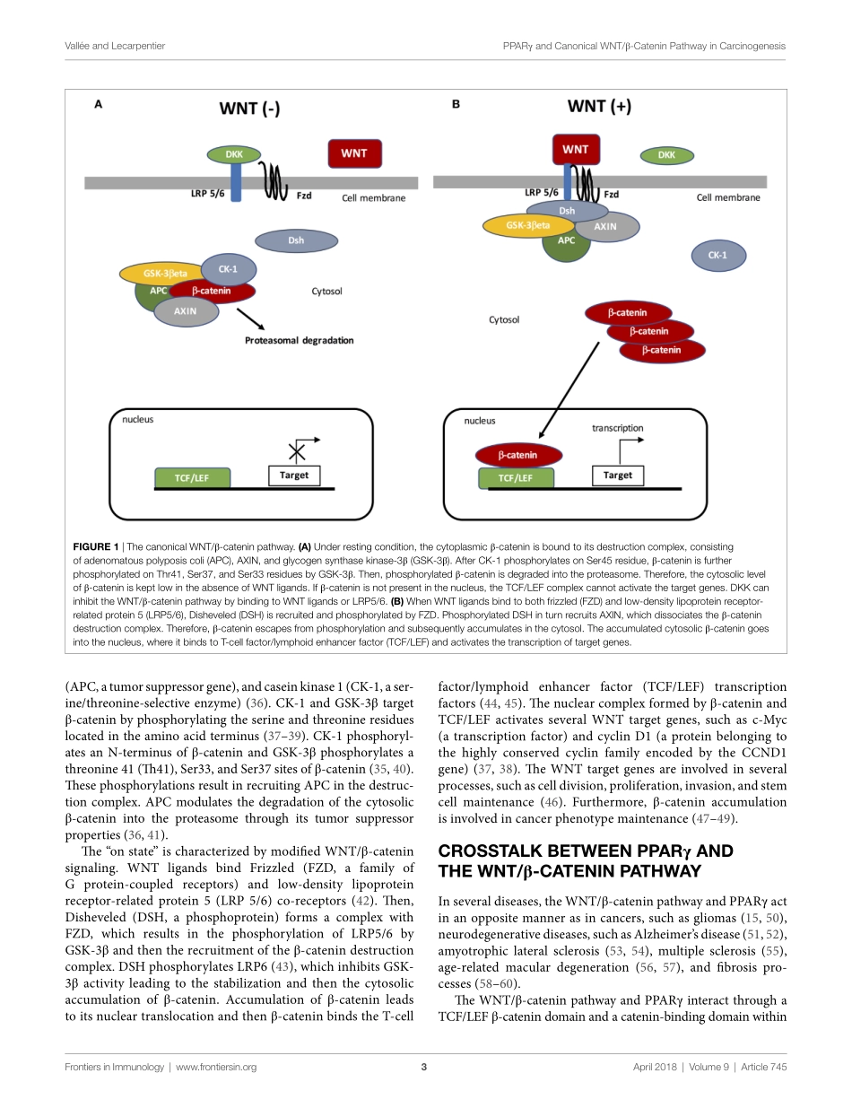 Crosstalk Between Peroxisome Proliferator-Activated Receptor Gamma and the Canonical WNT-β-Catenin Pathway in Chronic inflammation and Oxidative Stress During Carcinogenesis.pdf_第3页