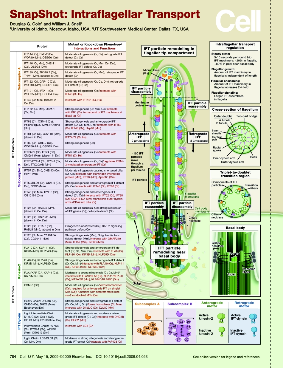 Intraf agellar Transport.PDF_第1页