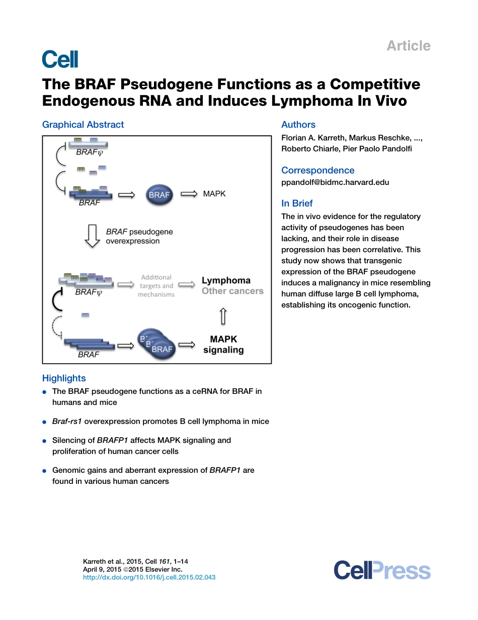2、Cell 2015-BRAF假基因作为竞争性内源性RNA发挥作用并在体内诱导淋巴瘤.pdf_第1页