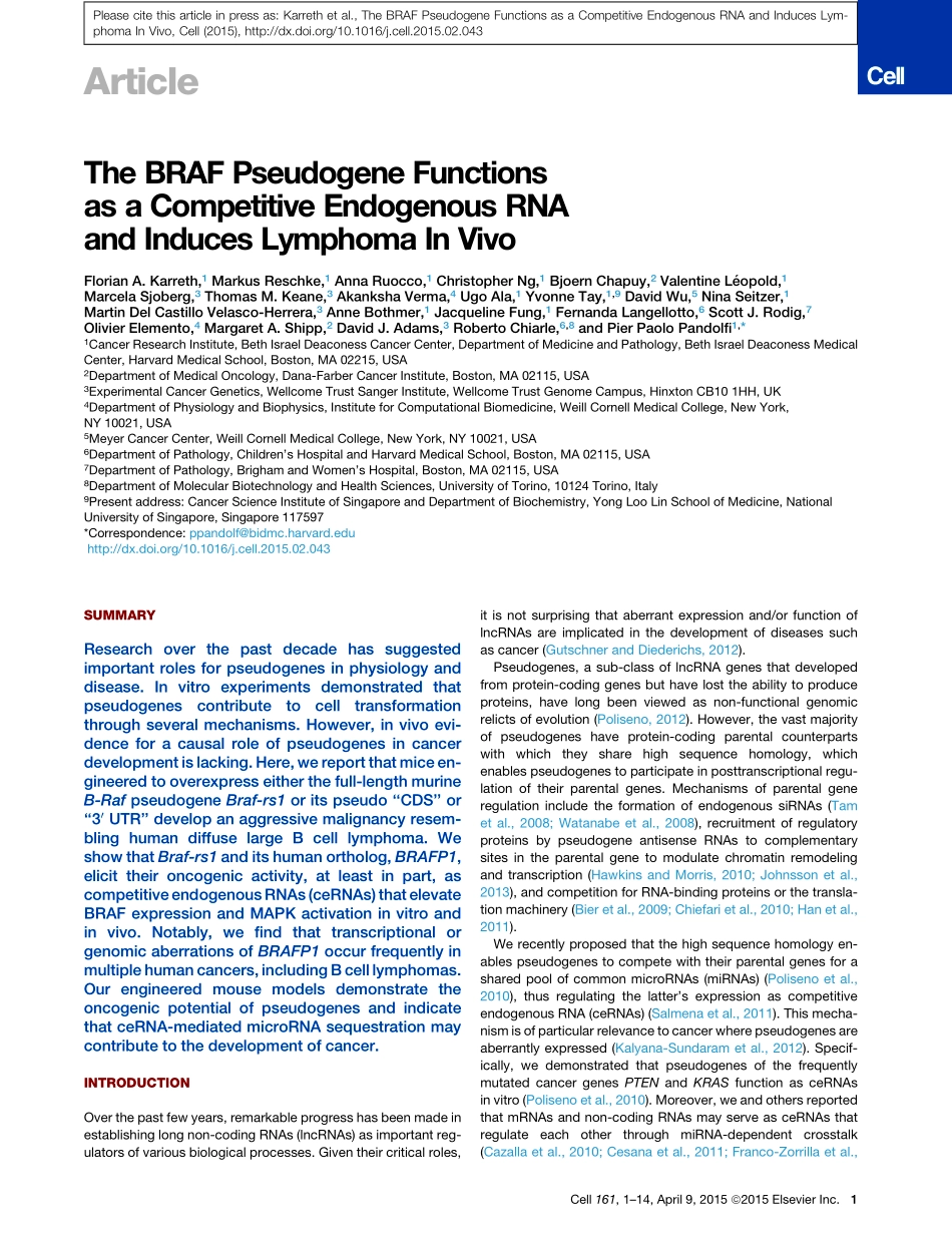 2、Cell 2015-BRAF假基因作为竞争性内源性RNA发挥作用并在体内诱导淋巴瘤.pdf_第2页