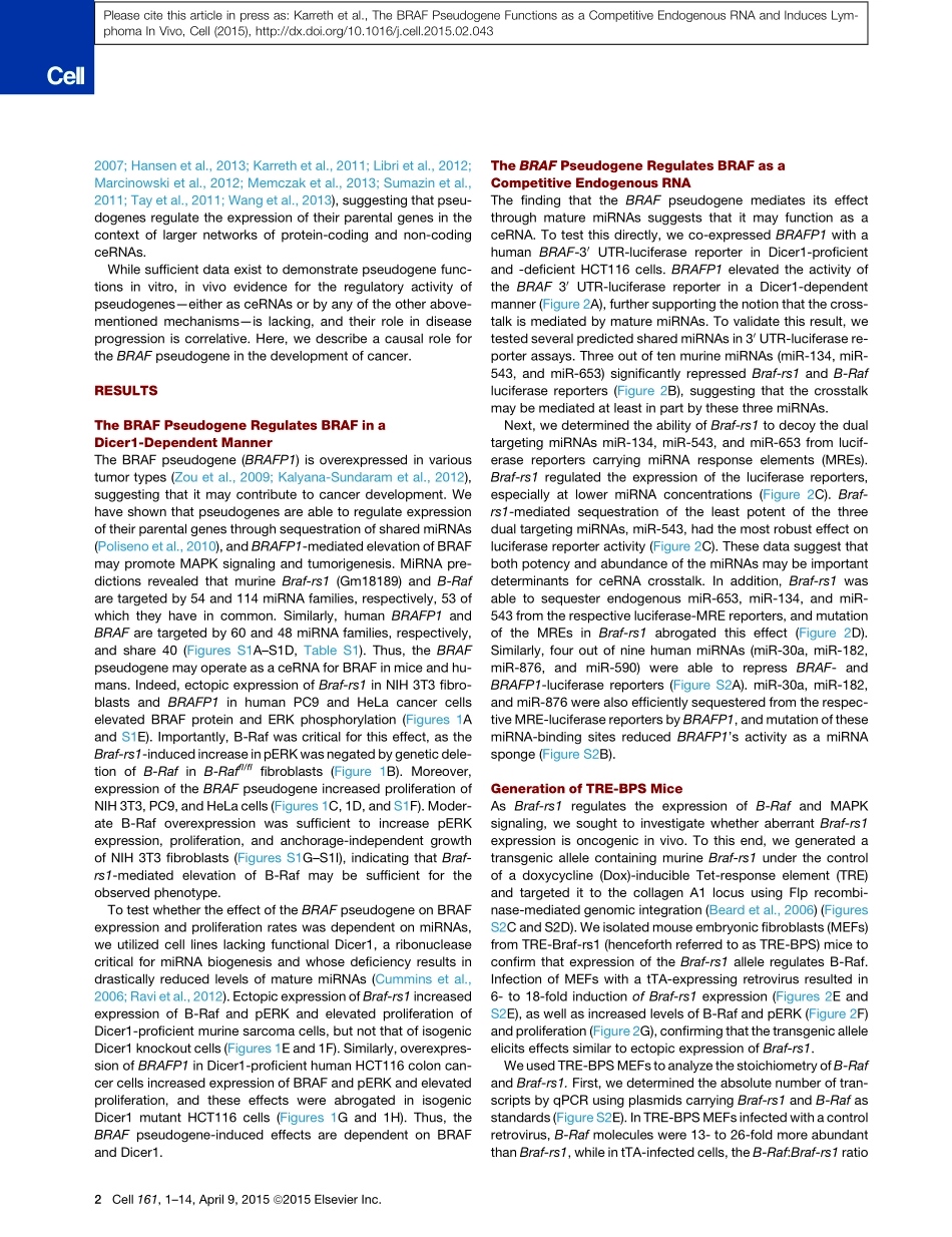 2、Cell 2015-BRAF假基因作为竞争性内源性RNA发挥作用并在体内诱导淋巴瘤.pdf_第3页