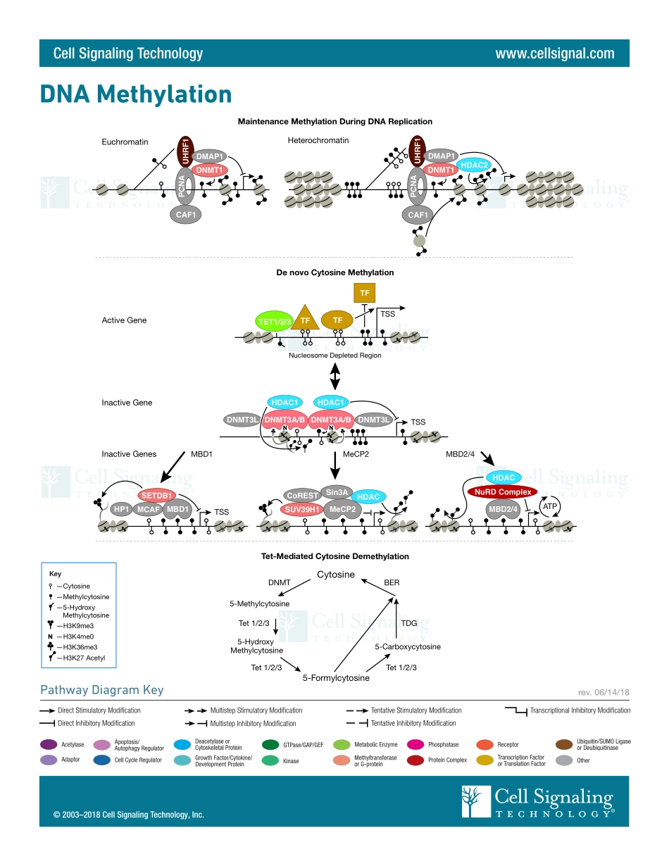 DNA_Methylation.pdf_第1页