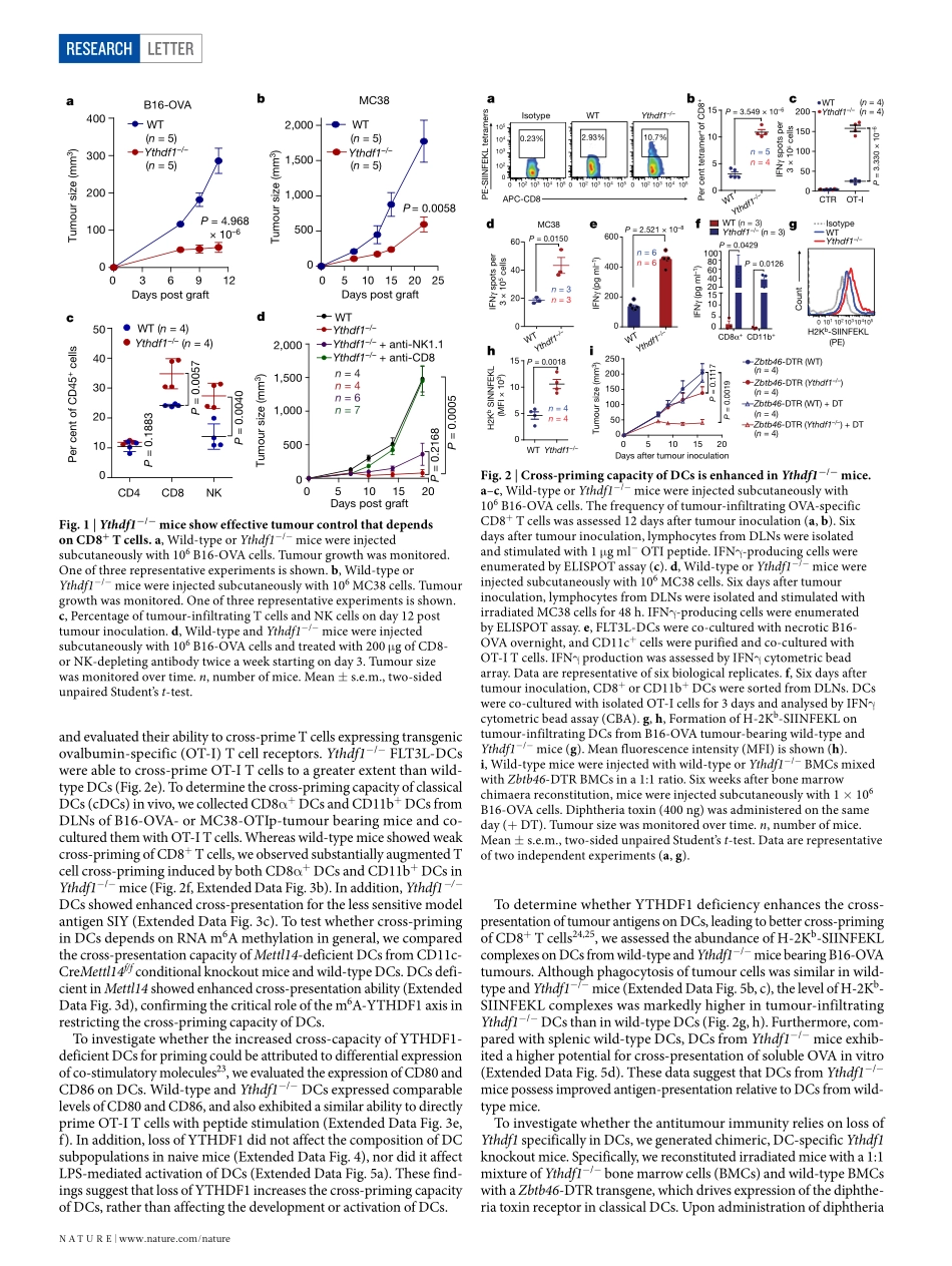 5、Nature 2019-通过mRNA m6A甲基化和YTHDF1在树突状细胞中控制抗肿瘤免疫.pdf_第2页