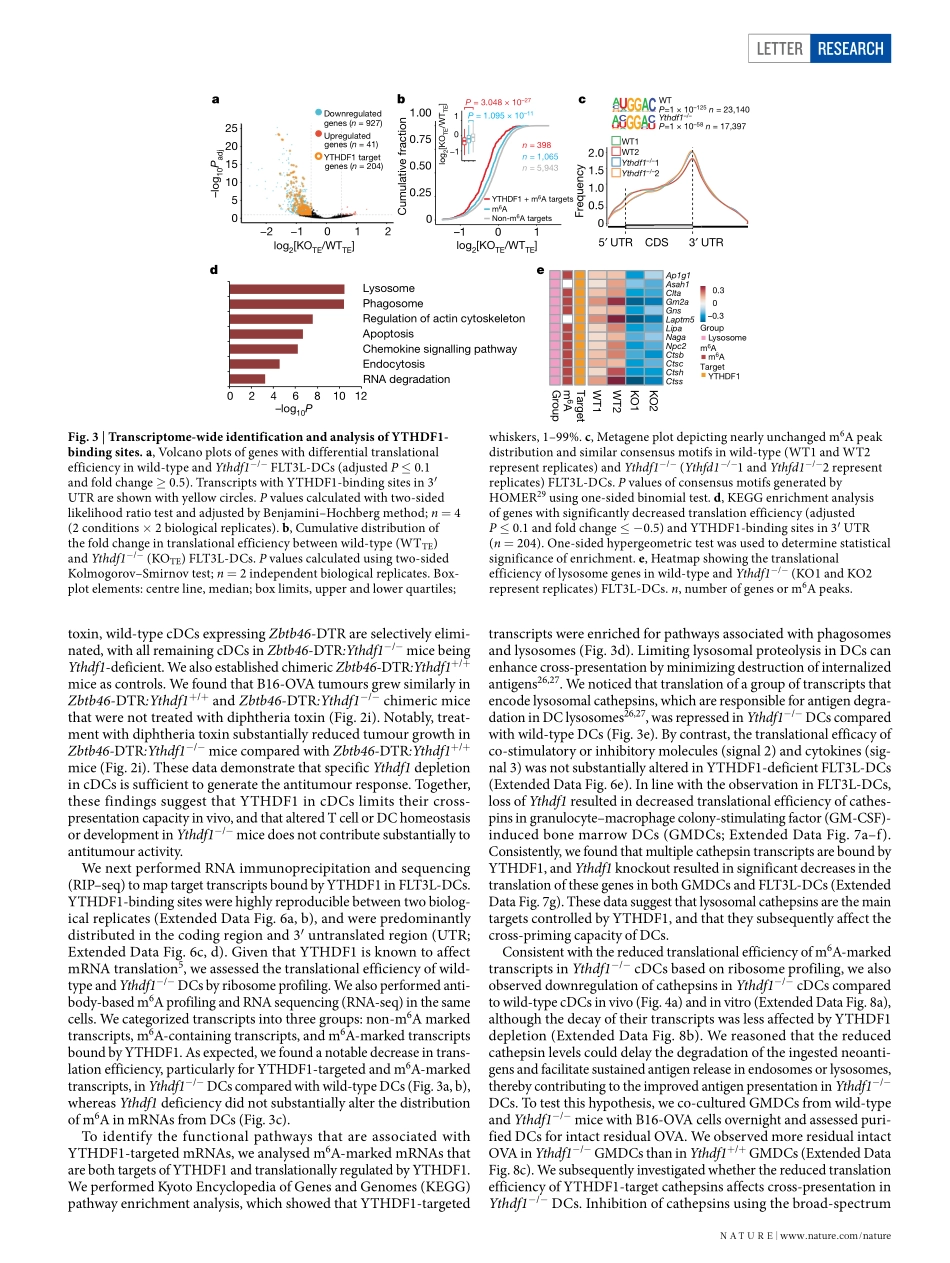 5、Nature 2019-通过mRNA m6A甲基化和YTHDF1在树突状细胞中控制抗肿瘤免疫.pdf_第3页