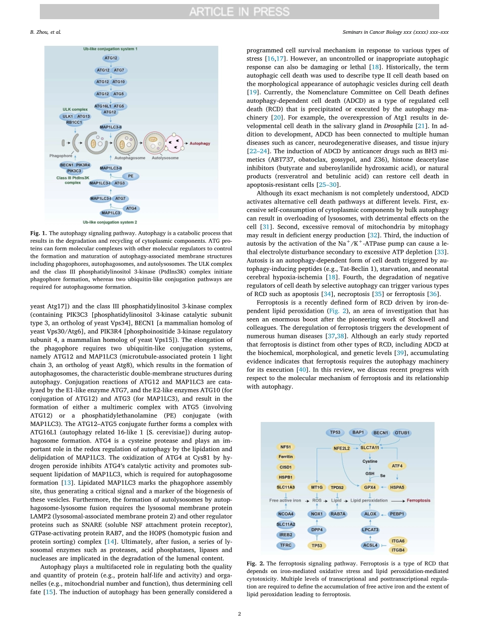 Ferroptosis is a type of autophagy-dependent c.pdf_第2页