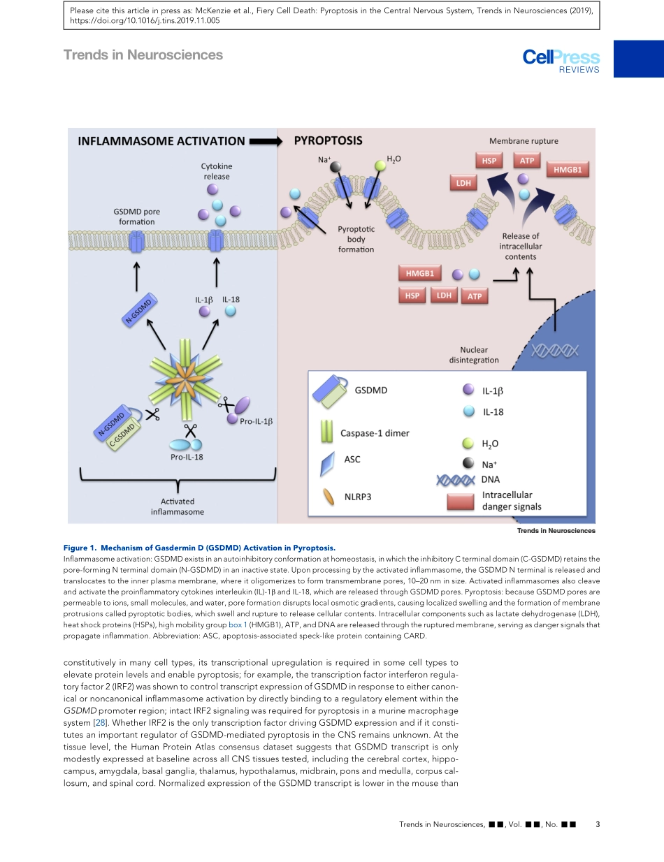 Fiery Cell Death Pyroptosis in the Central Ner.pdf_第3页