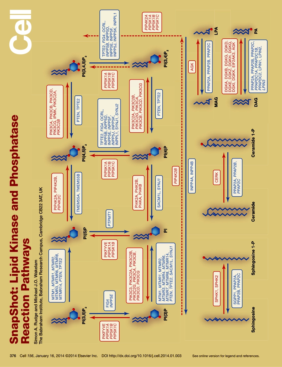 Lipid Kinase and Phosphatase Reaction Pathways.pdf_第1页