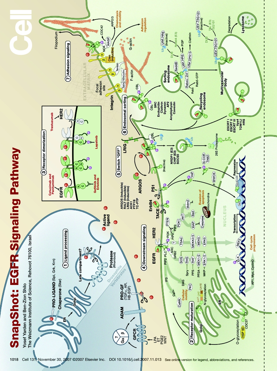 EGFR Signaling Pathway.pdf_第1页