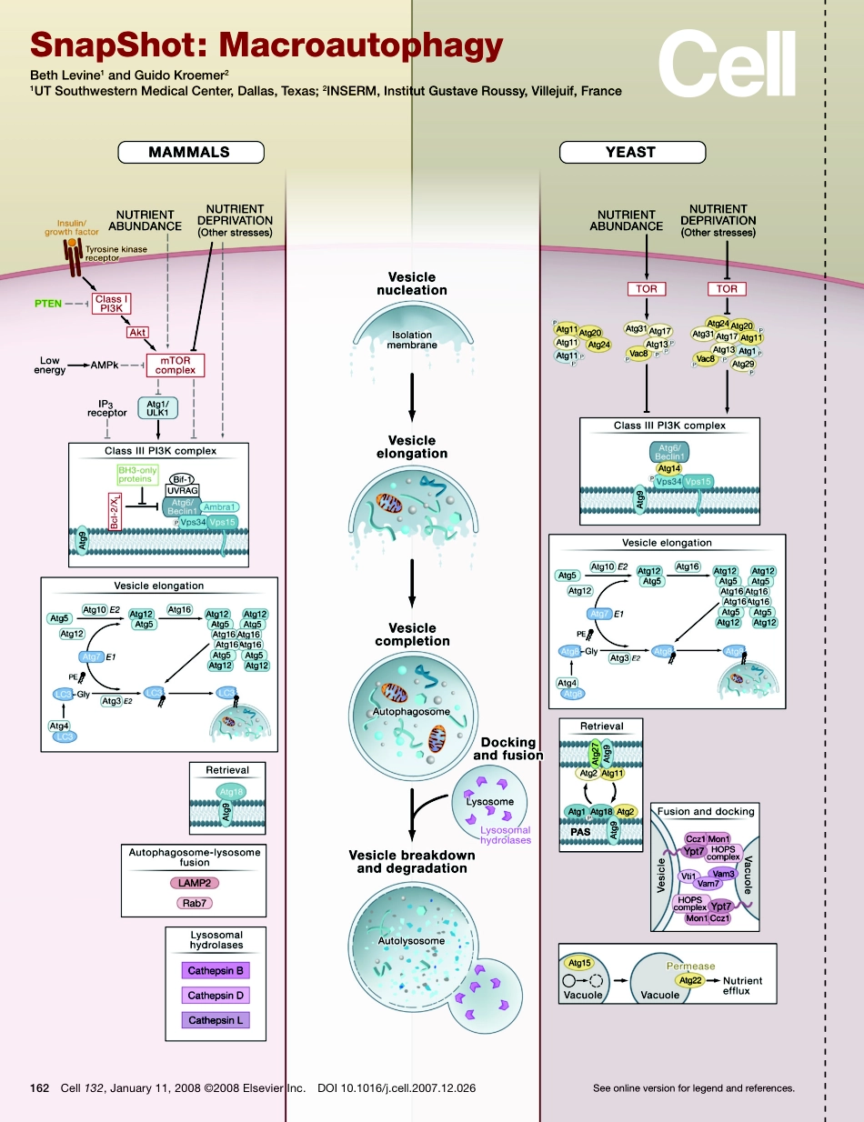 Macroautophagy.pdf_第1页