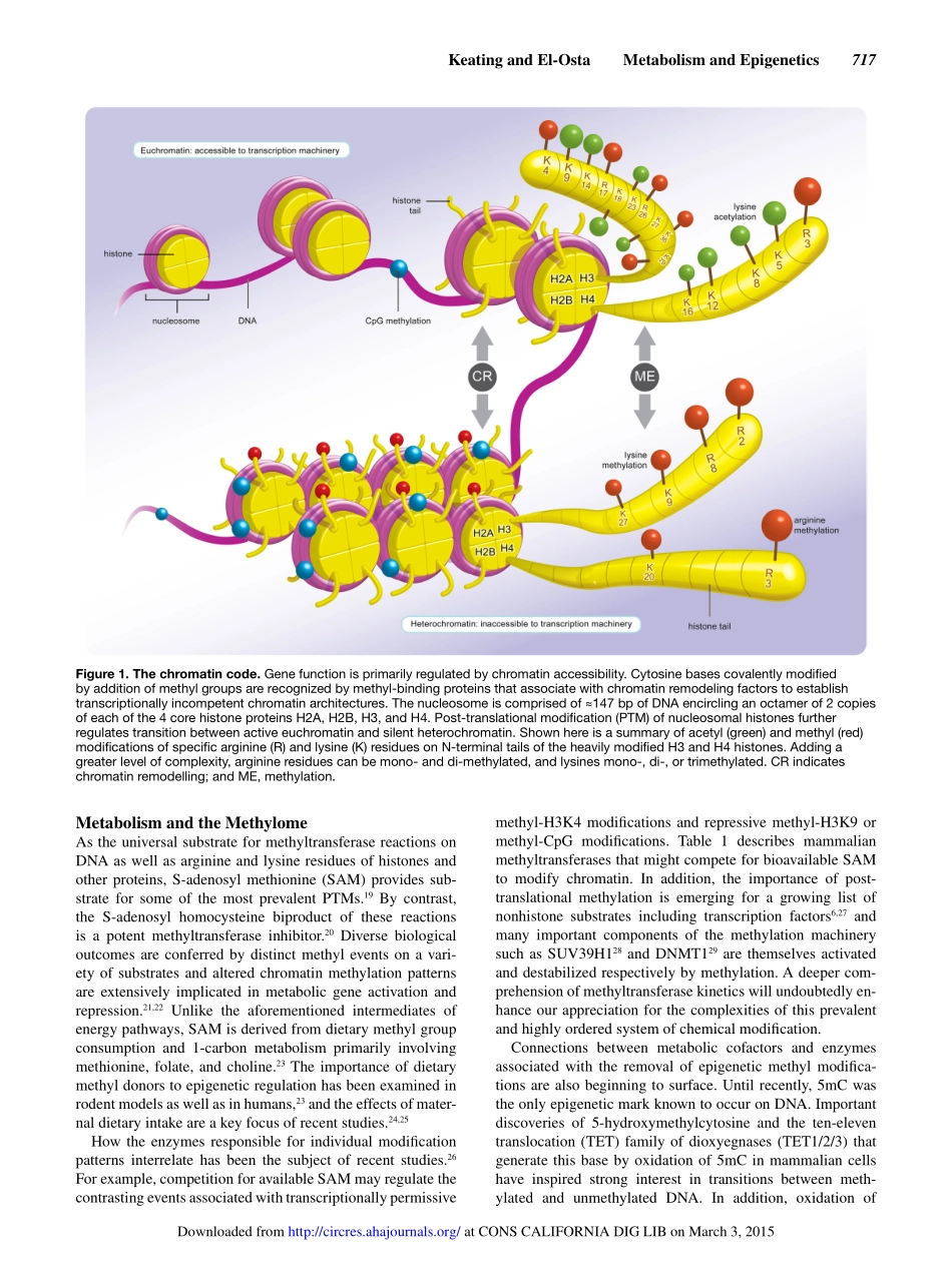 Epigenetics and Metabolism.pdf_第3页