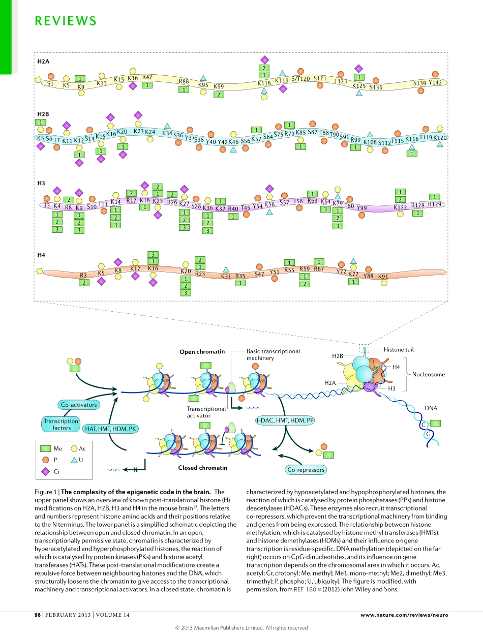 Histone acetylation molecular mnemonics on the.pdf_第2页