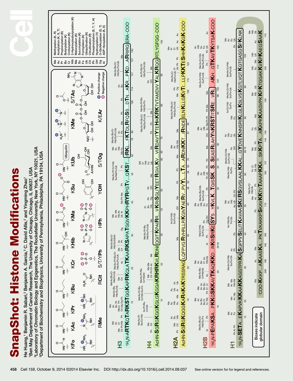 Histone Modifications.pdf_第1页