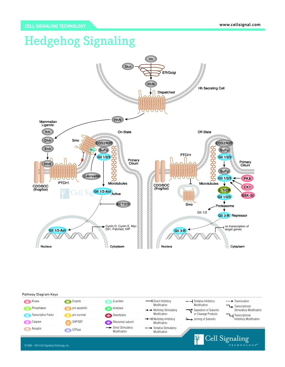 Hedgehog Signaling Interactive Pathway.pdf_第1页