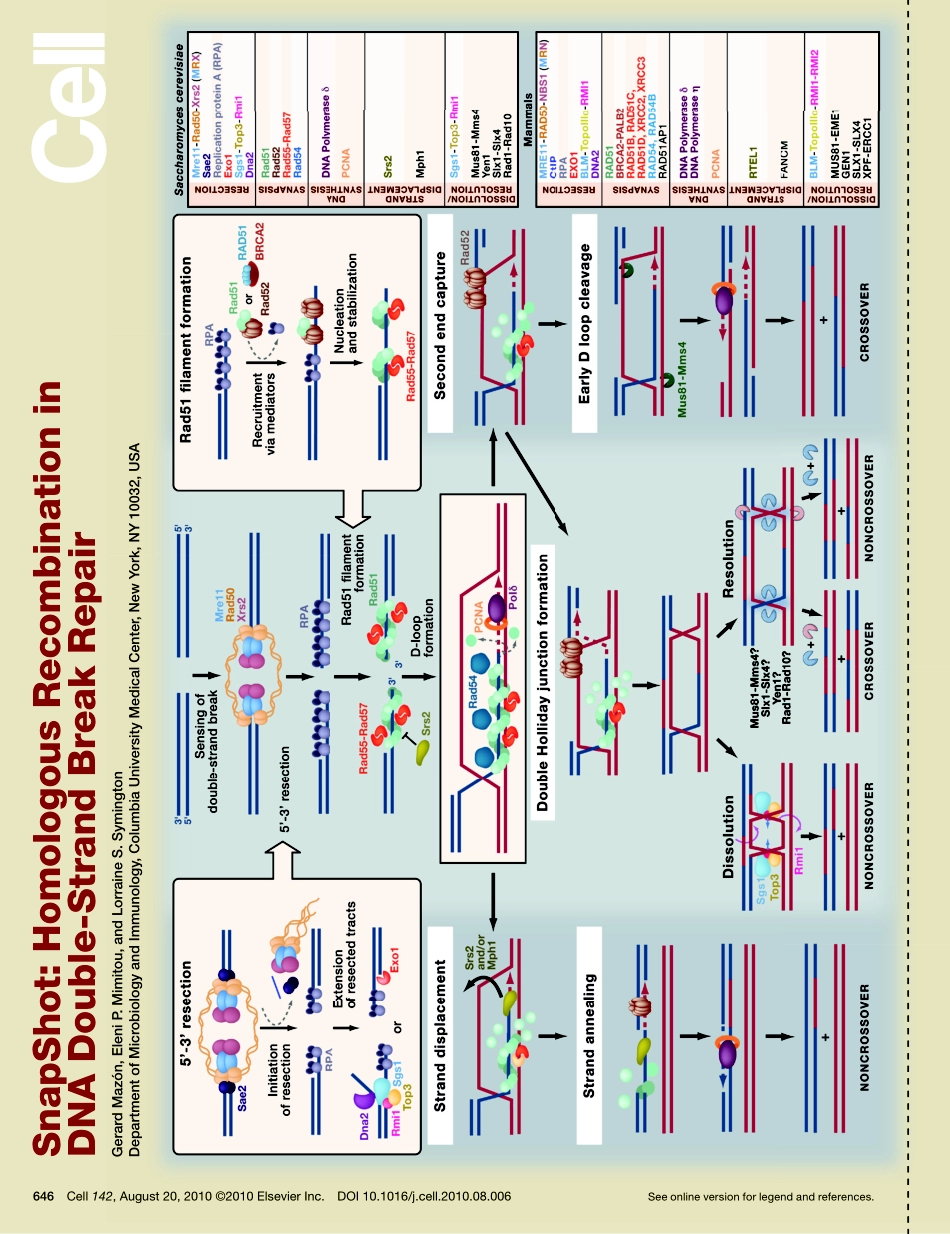Homologous Recombination in DNA Double-Strand Break Repair.PDF_第1页