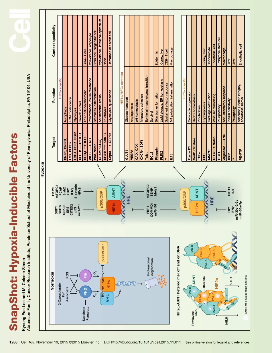 Hypoxia-Inducible Factors.pdf_第1页