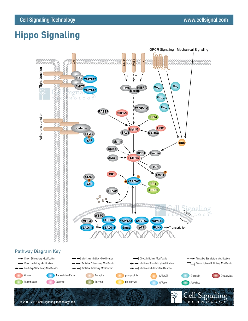 Hippo_Signaling.pdf_第1页