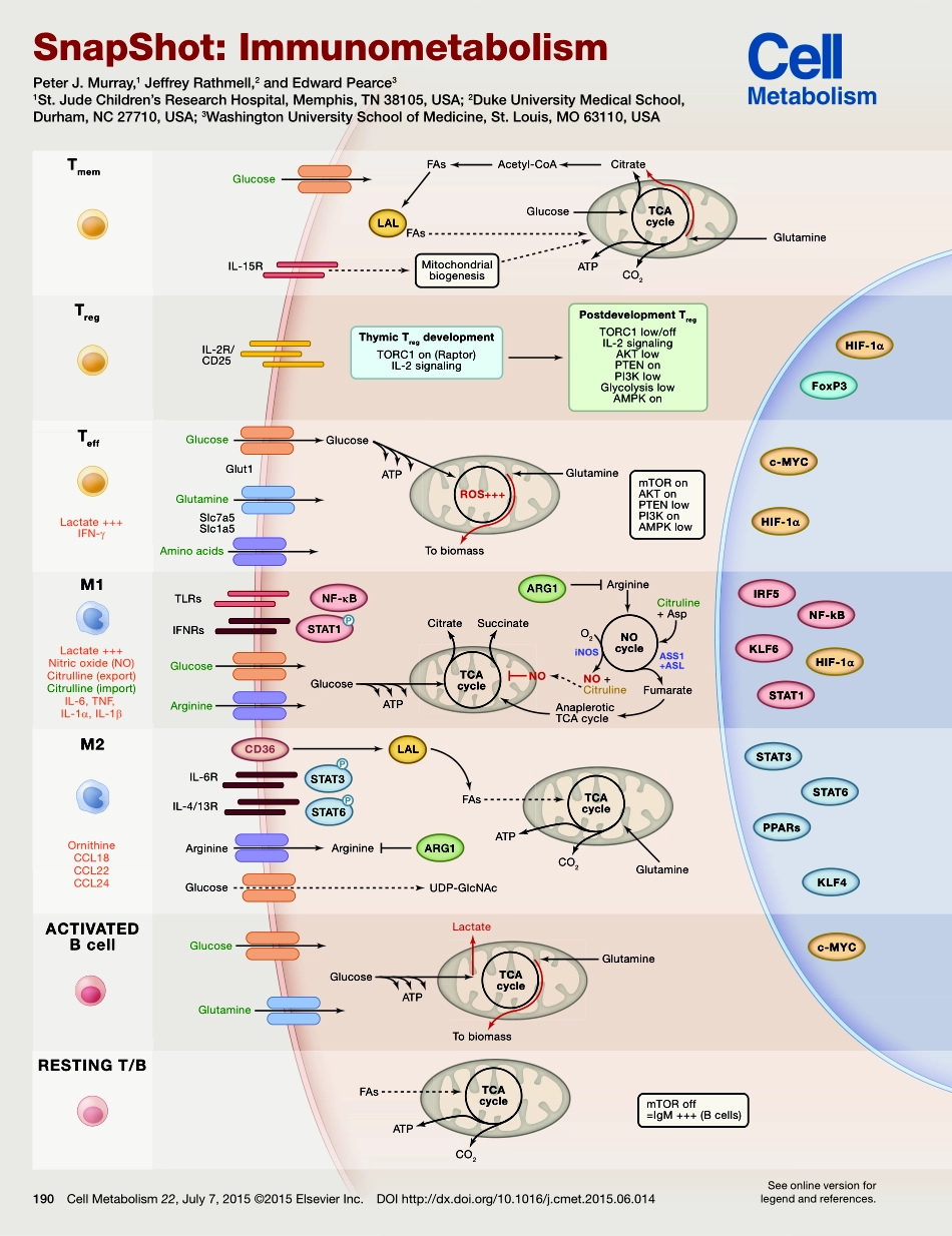 Immunometabolism.pdf_第1页