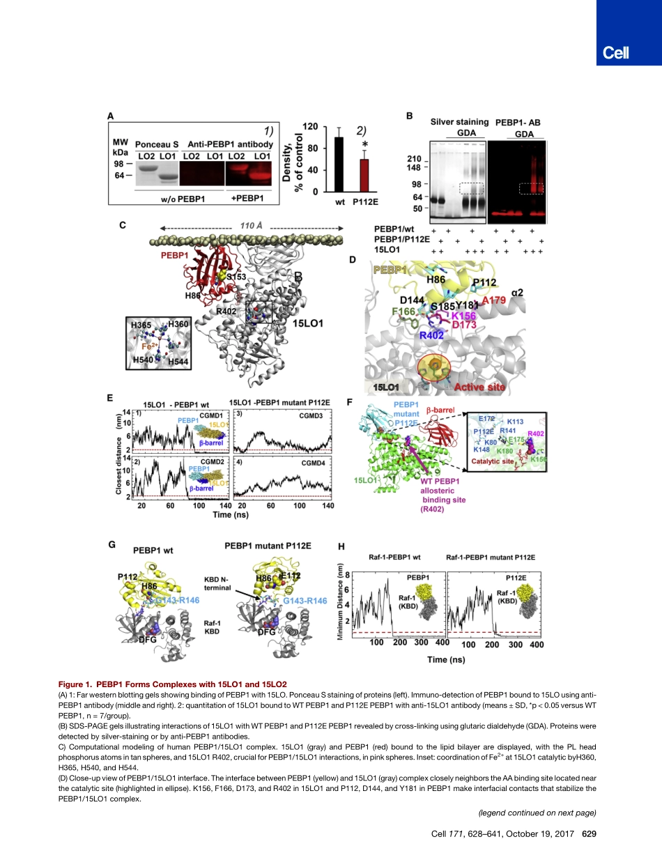 2017-Wenzel-PEBP1通过脂质氧化酶产生脂质死亡信号来维持细胞凋亡.pdf_第3页