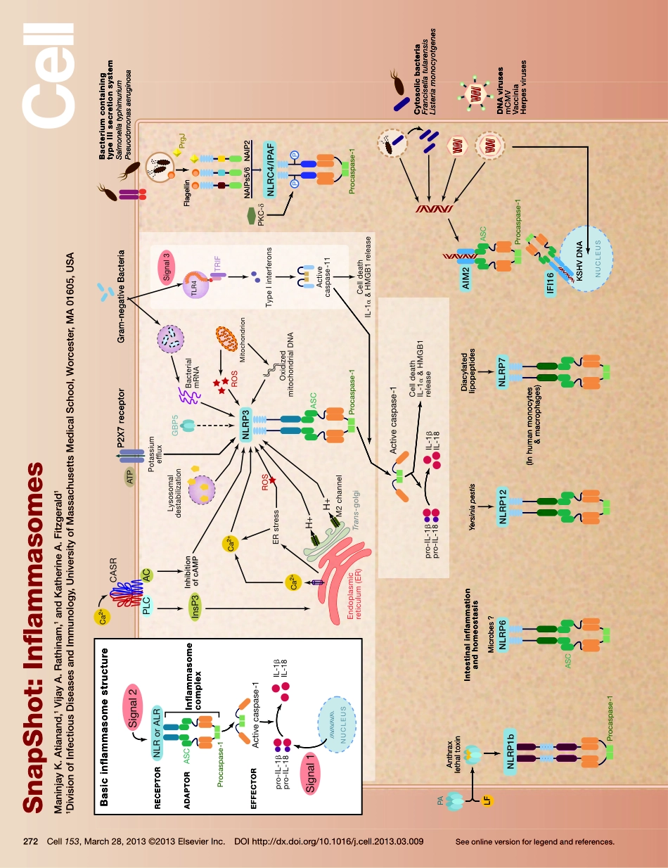 Inflammasomes.pdf_第1页