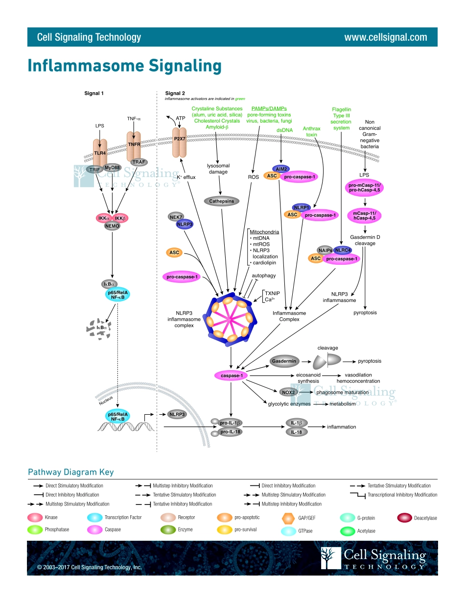 Inflammasome Signaling Interactive Pathway.pdf_第1页