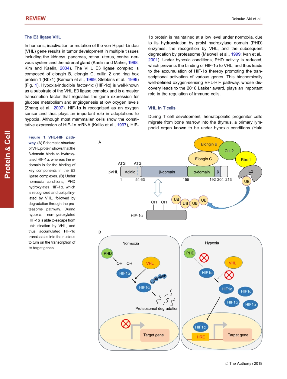 Immune regulation by protein ubiquitination ro.pdf_第2页