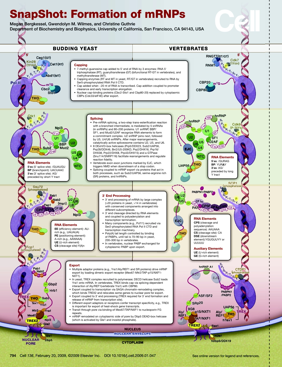 Formation of mRNPs.pdf_第1页