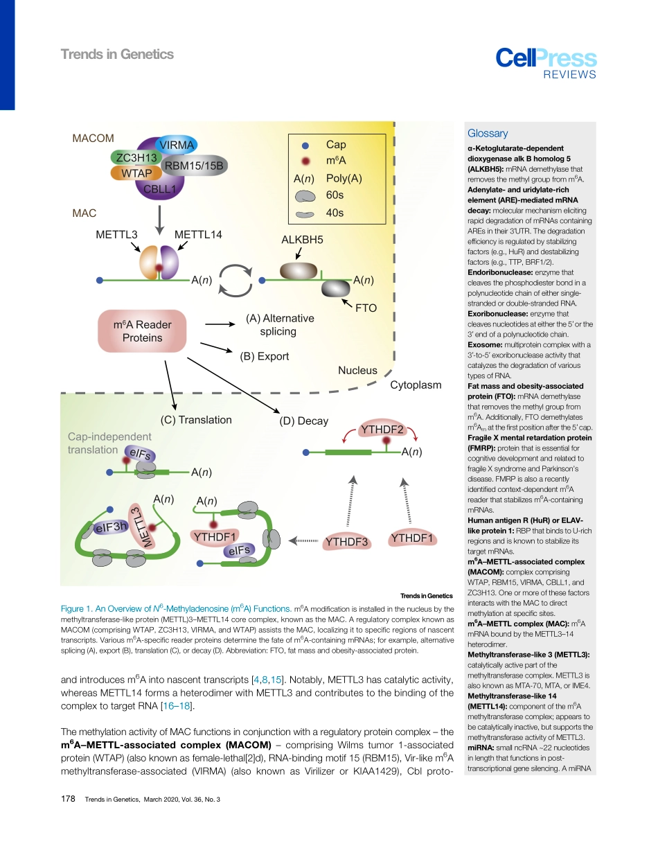 Molecular Mechanisms Driving mRNA Degradation.pdf_第2页