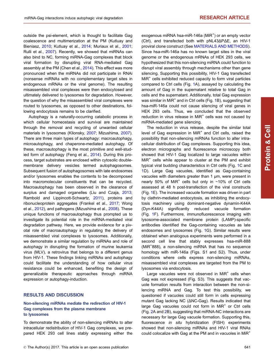 Inhibition of retroviral Gag assembly by non-silencing miRNAs promotes autophagic viral degradation.pdf_第2页