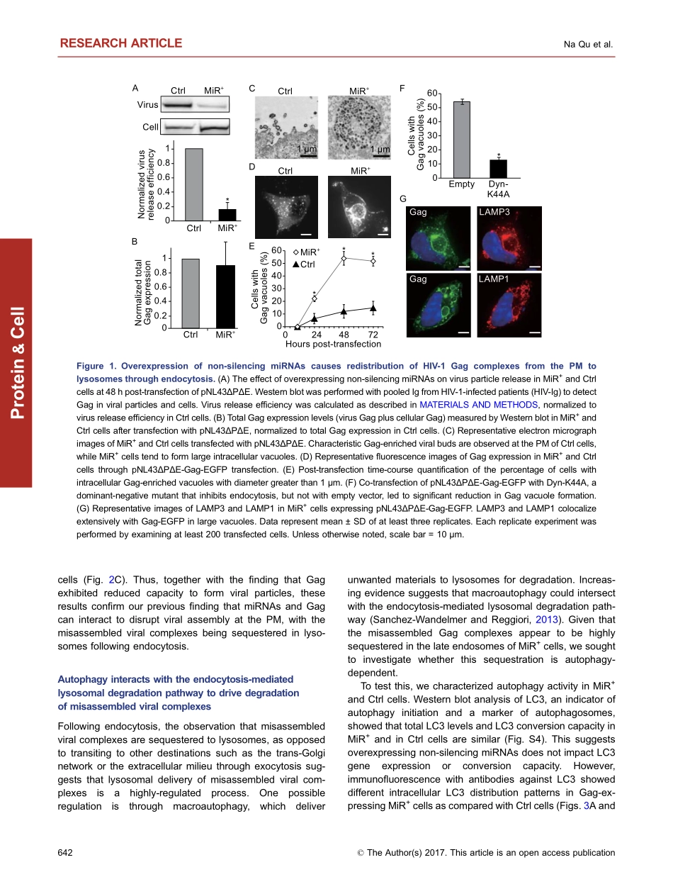 Inhibition of retroviral Gag assembly by non-silencing miRNAs promotes autophagic viral degradation.pdf_第3页