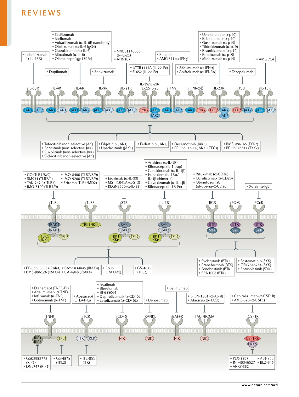 Kinase inhibition in autoimmunityand inflamm.pdf_第2页