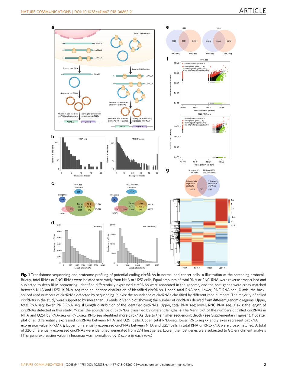 Nat Commun. 2018 一种以环状形式的LINC-PINT编码的肽抑制胶质母细胞瘤中的致癌转录伸长.pdf_第3页