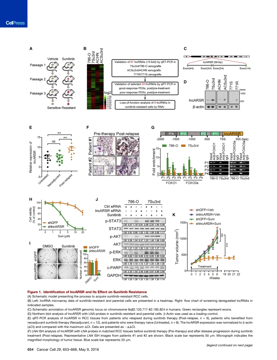 J Clin Invest. 2018 APC激活的lncRNA通过减少外泌体的产生抑制结直肠癌的发病机制.pdf_第3页