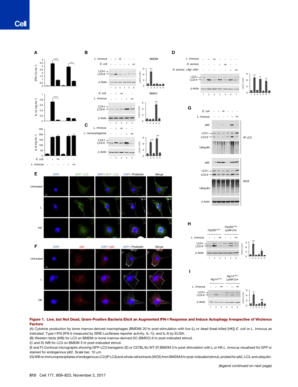2017-Moretti-STING感知微生物活力协调应激介导的内质网自噬.pdf_第3页