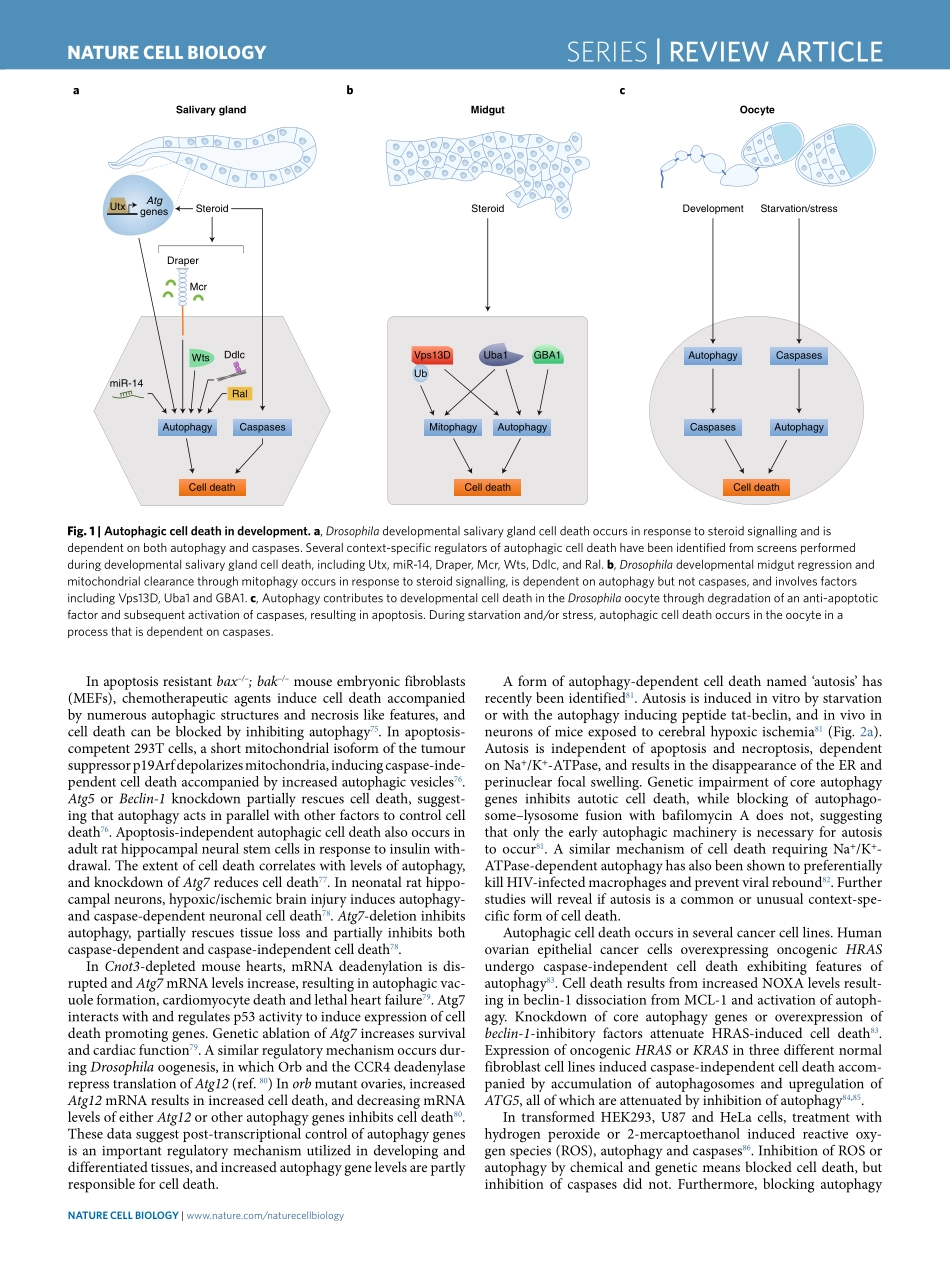 Life, death and autophagy.pdf_第3页