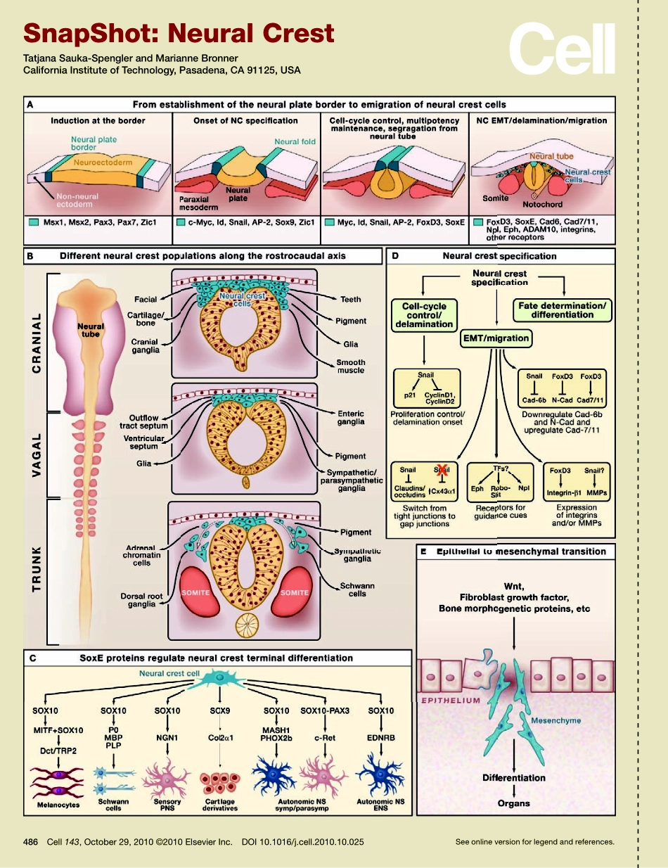 Neural Crest.PDF_第1页