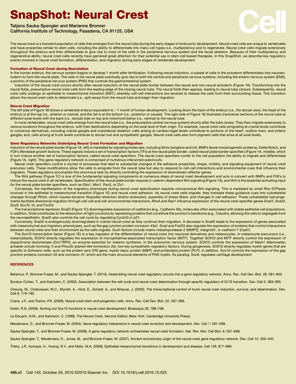 Neural Crest.PDF_第2页