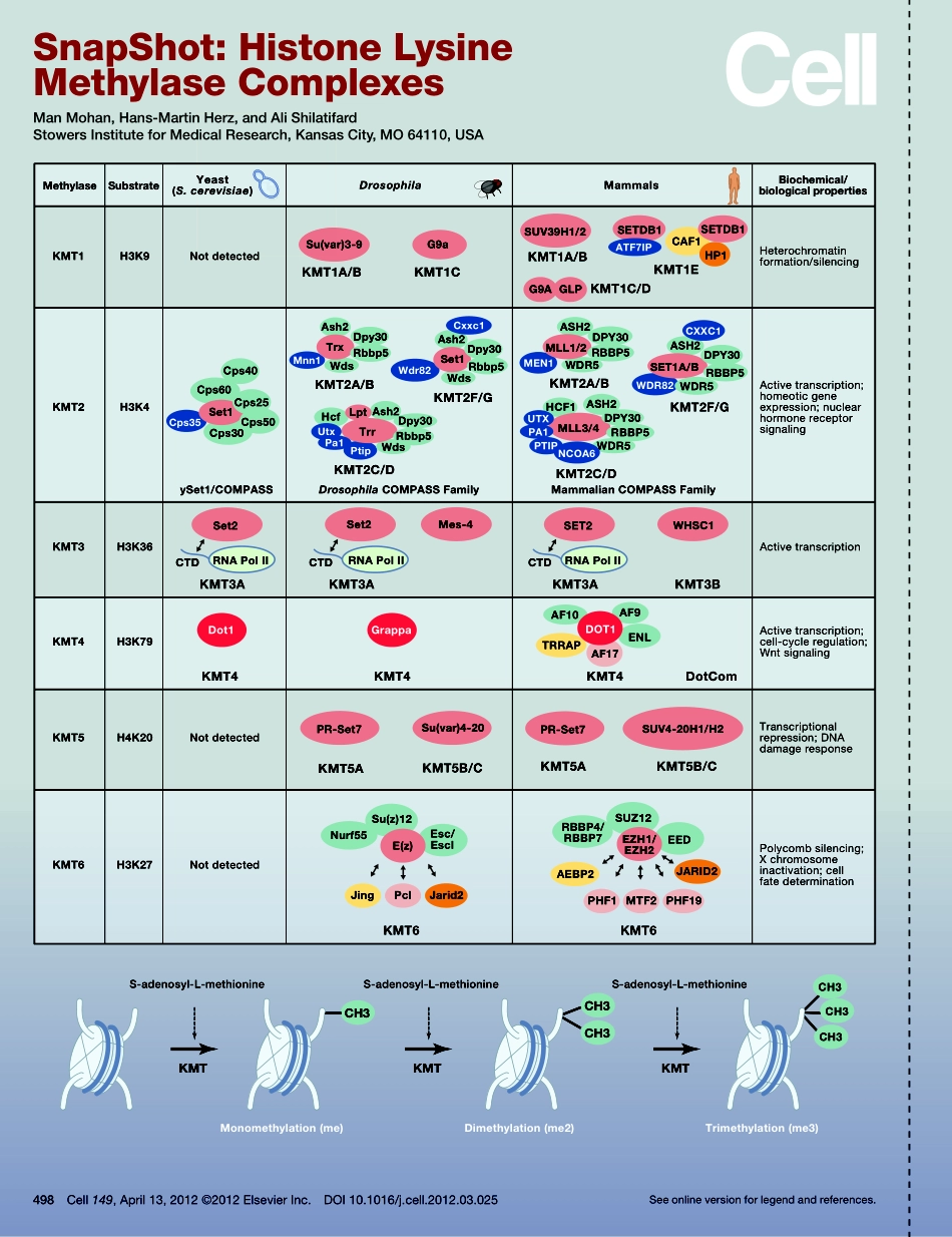 Histone Lysine Methylase Complexes.pdf_第1页