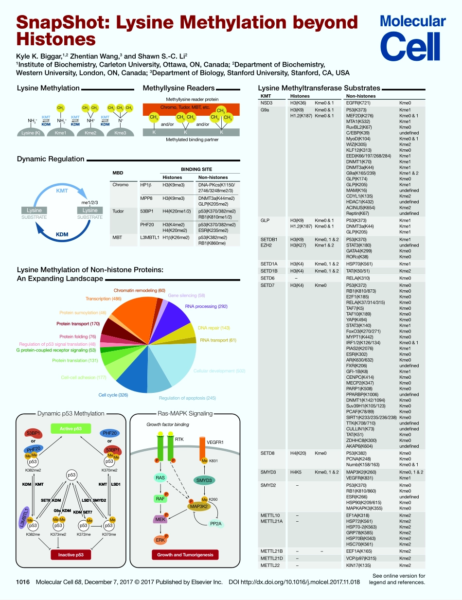 Lysine Methylation beyond Histones.pdf_第1页