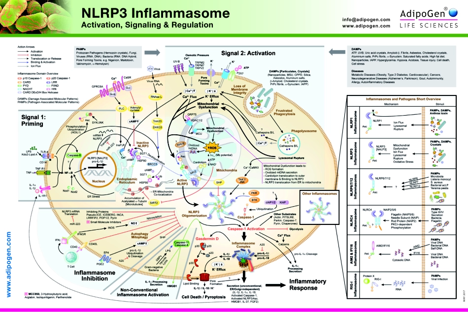 NLRP3_Inflammasome_Wallchart_2017-web.pdf_第1页