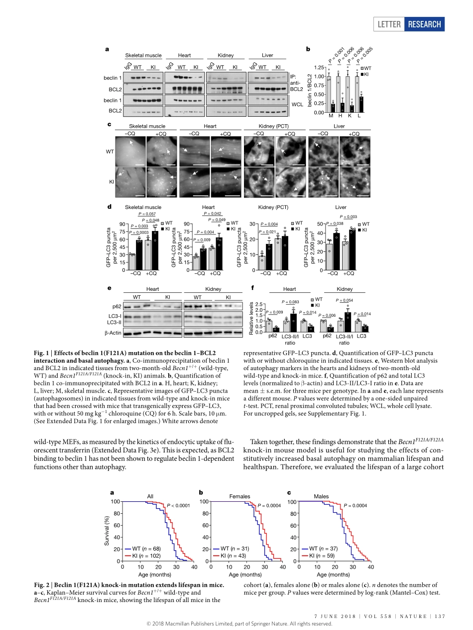 2018-Fernandez-beclin 1-BCL2自噬调节复合物的破坏促进了小鼠的寿命.pdf_第2页