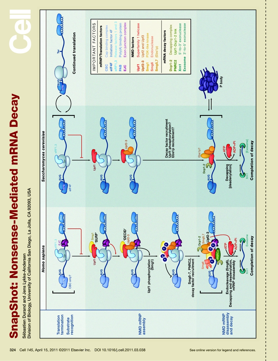 Nonsense-Mediated mRNA Decay.pdf_第1页